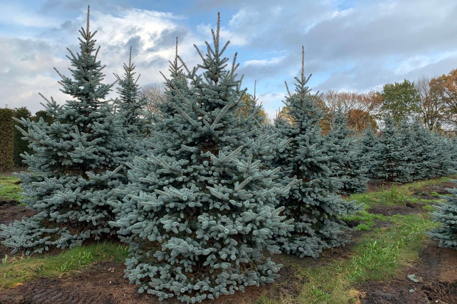 Ель колючая glauca globosa