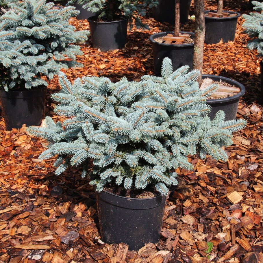 Ель Глаука Глобоза