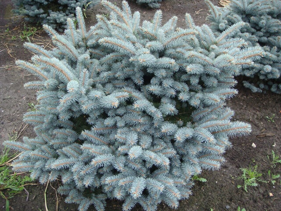 Ель колючая glauca