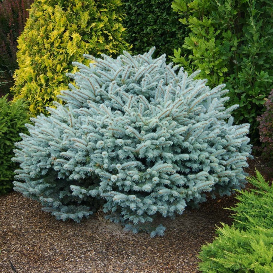 Глаука Глобоза