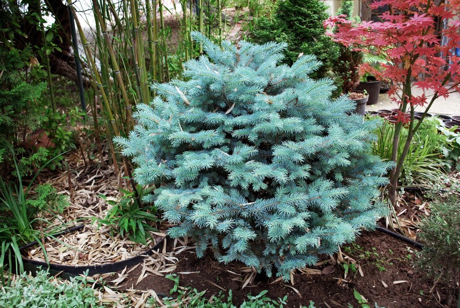 Ель Глаука Глобоза