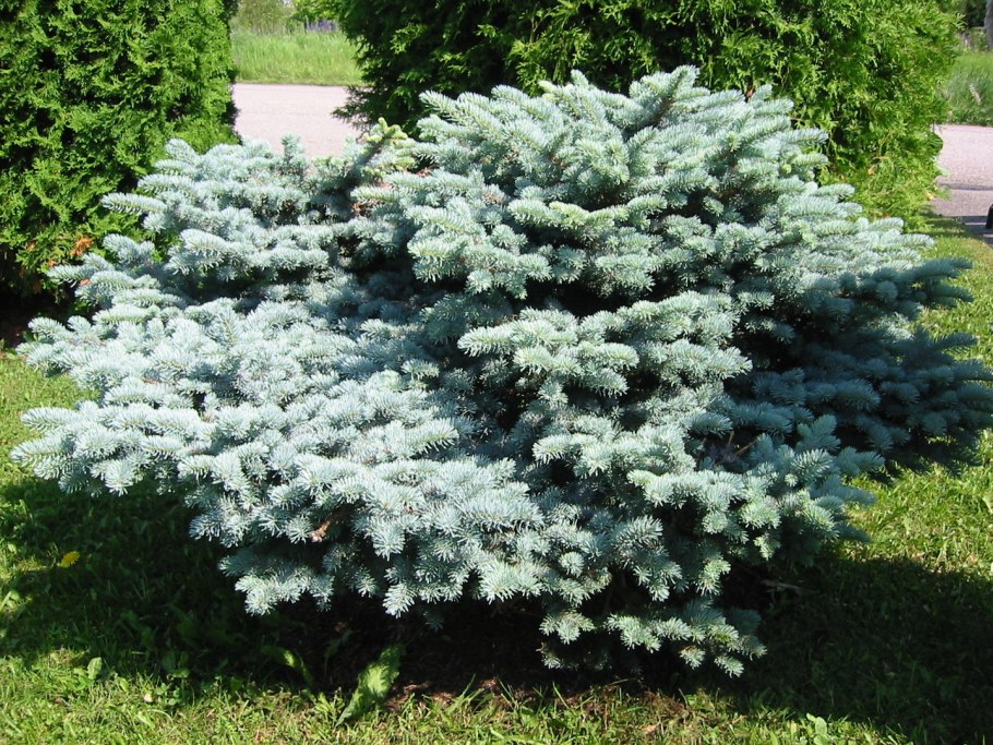 Ель колючая Picea pungens glauca