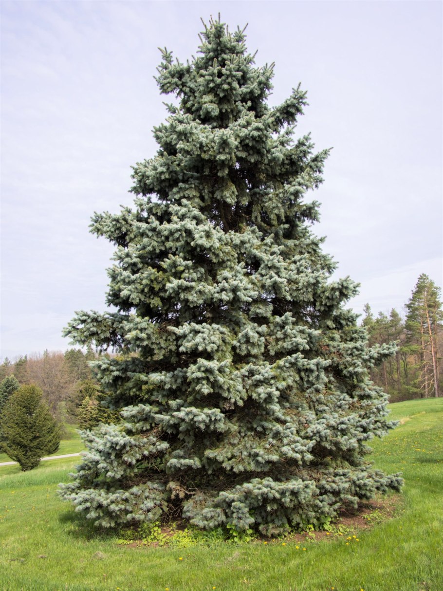 Ель глаука колючая