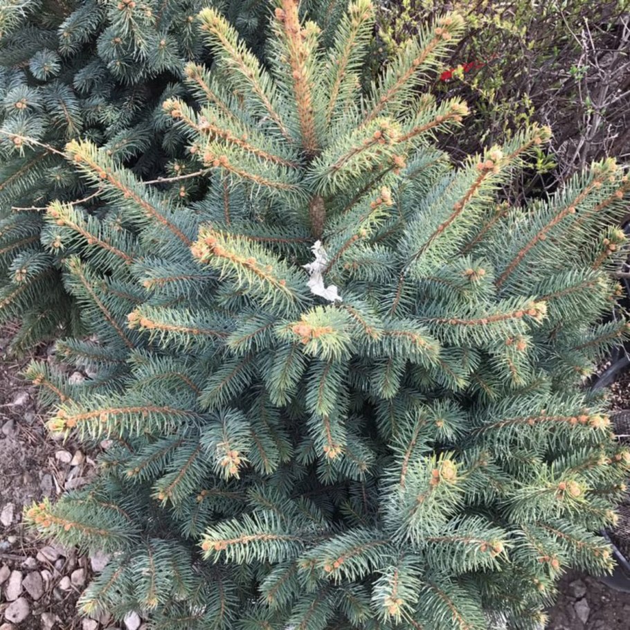 Ель Глаука колючая сизая