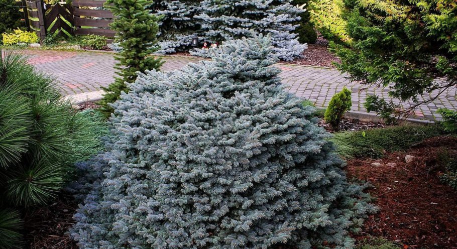 Picea pungens glauca globosa