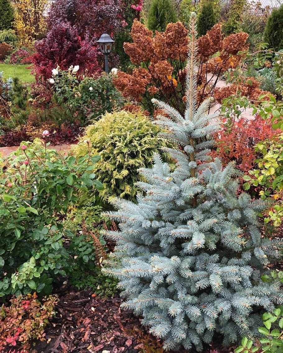 Ель колючая глаука аризона кайбаб