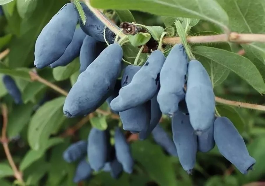 Жимолость Камчатская Бакчарский великан