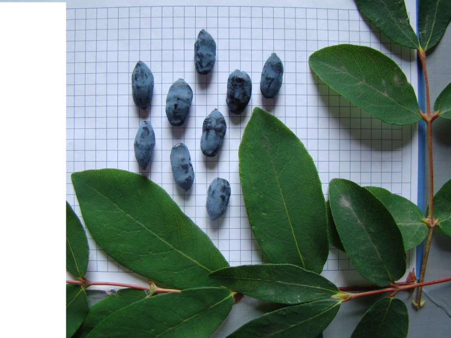 Жимолость голубое Веретено