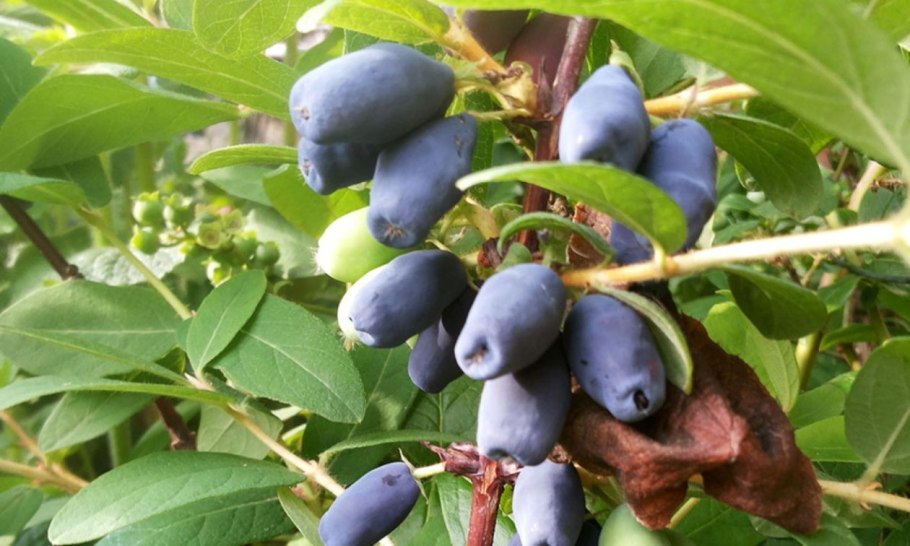 Жимолость Бакчарский великан куст