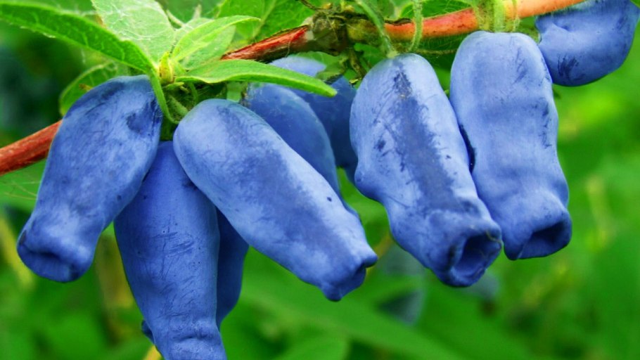 Жимолость Лакомка