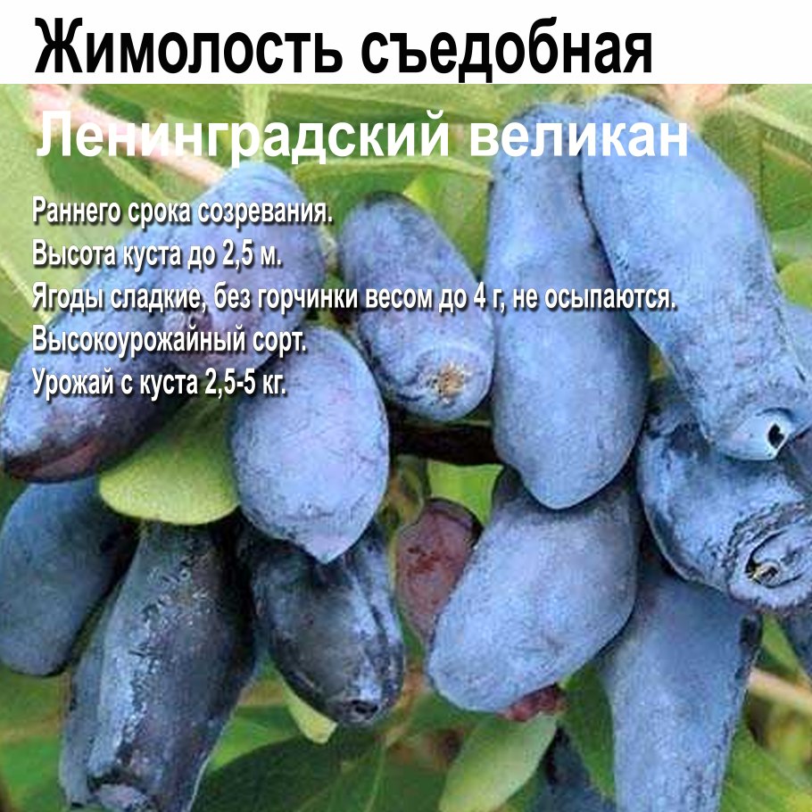 Жимолость Ленинградский великан куст