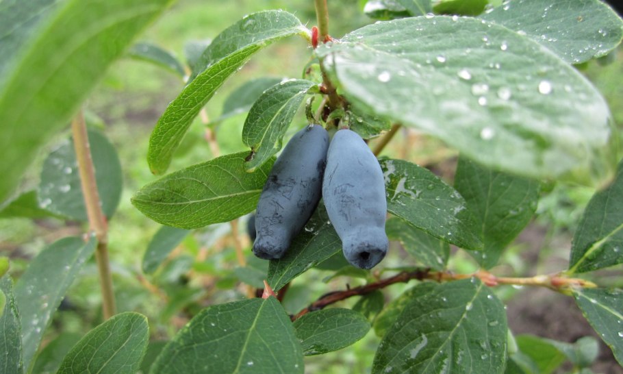 Жимолость жимолость съедобная Бакчарский великан