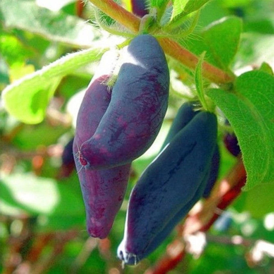 Жимолость Бакчарский великан