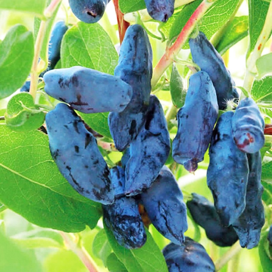 Жимолость съедобная Роксана