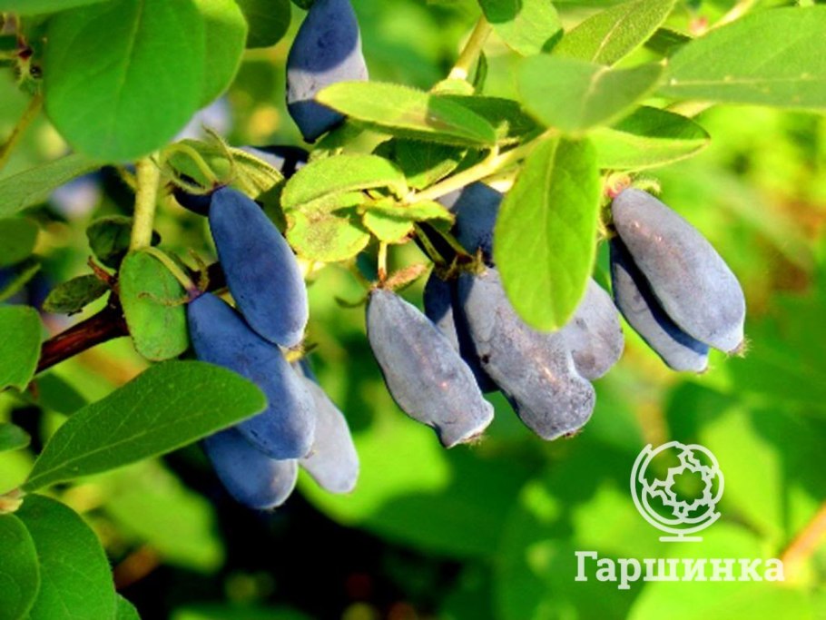 Жимолость сорт Сильгинка