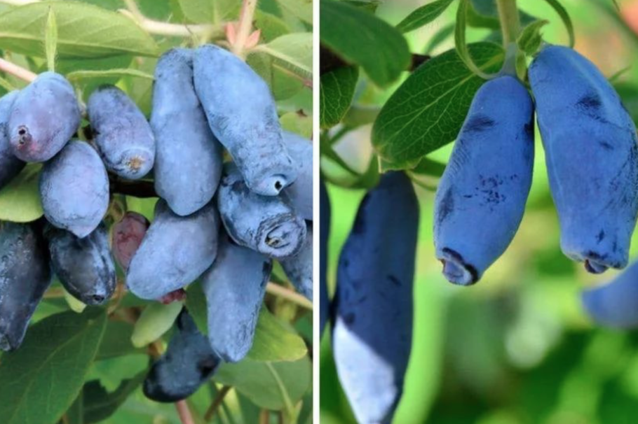 Жимолость Длинноплодная