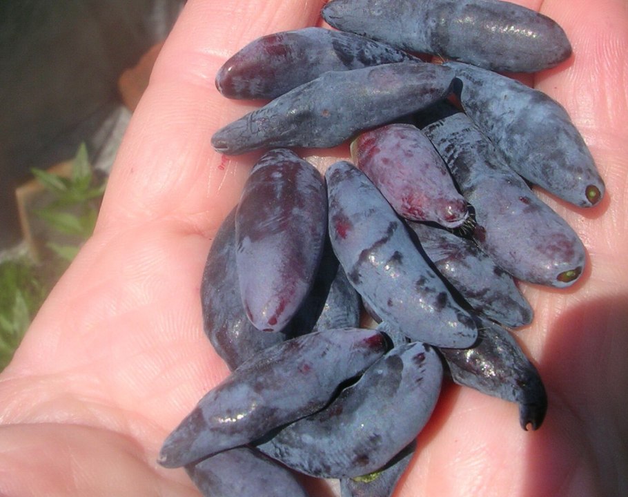 Жимолость съедобная Длинноплодная