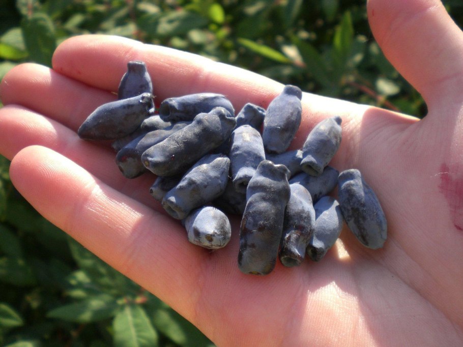 Жимолость Длинноплодная