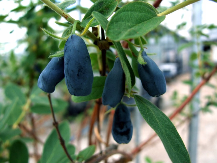 Жимолость съедобная Герда