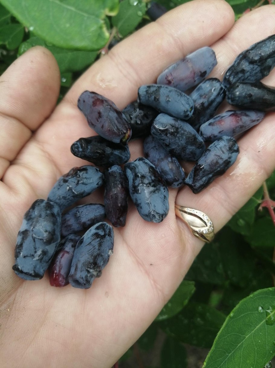 Жимолость Бажовская