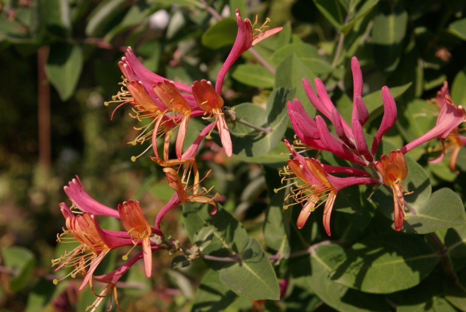 Жимолость бархат