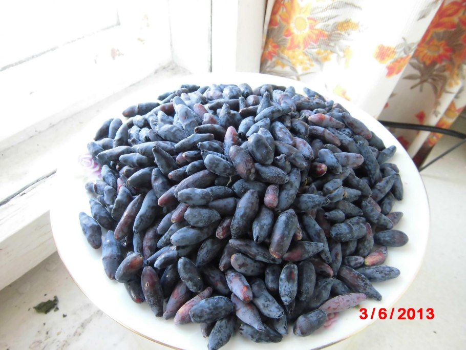 Жимолость съедобная Виола