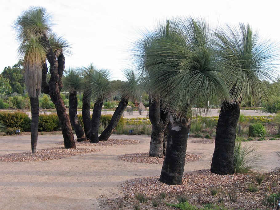 Кингия австралийская