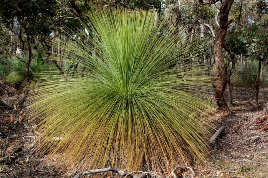 Кингия растение