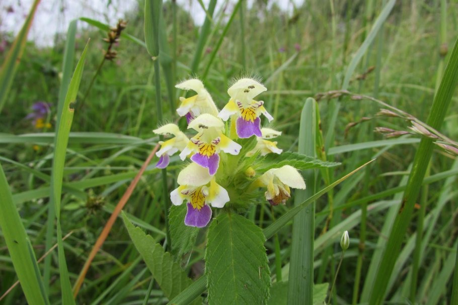Orobanche Phelipanche