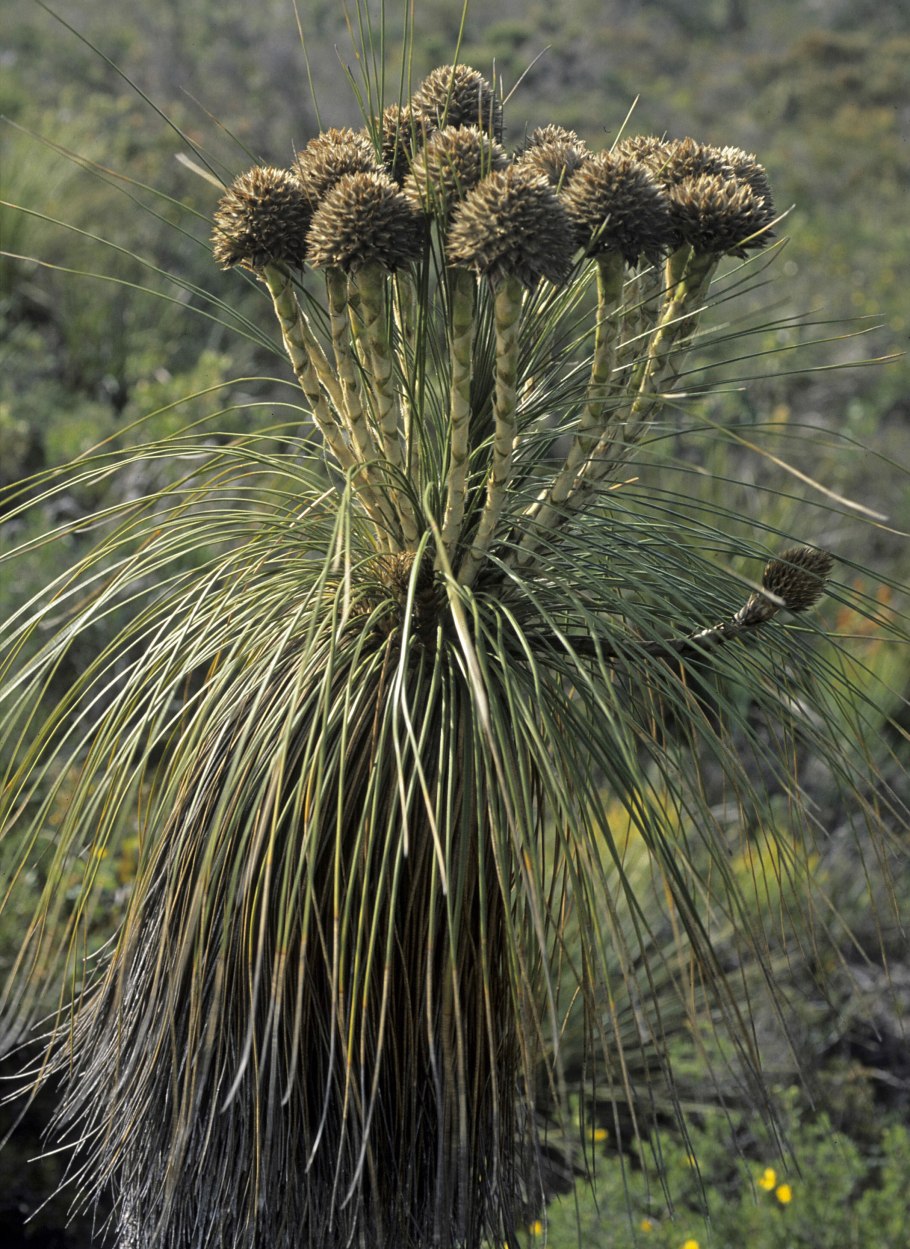 Пикульник зябра