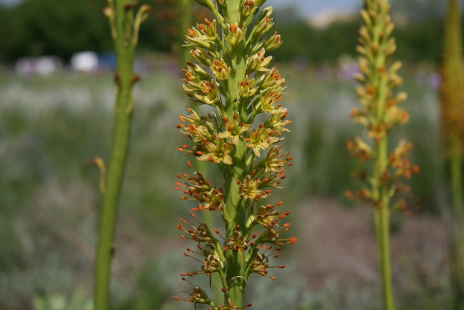 Десмодиум Блю Дварф Вариегата