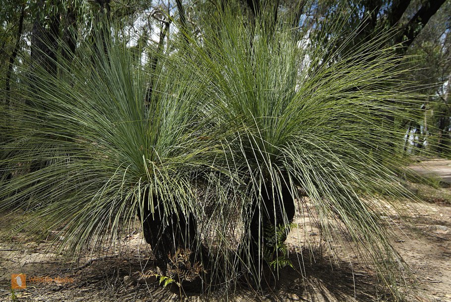 Symbolanthus elisabethae