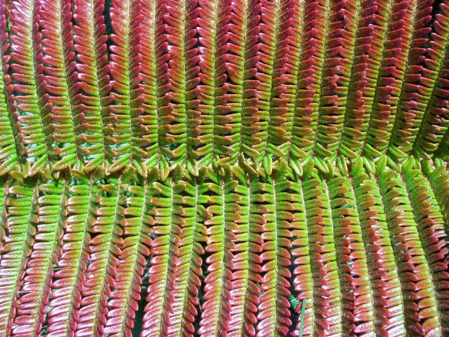 Садлерия циатеевидная