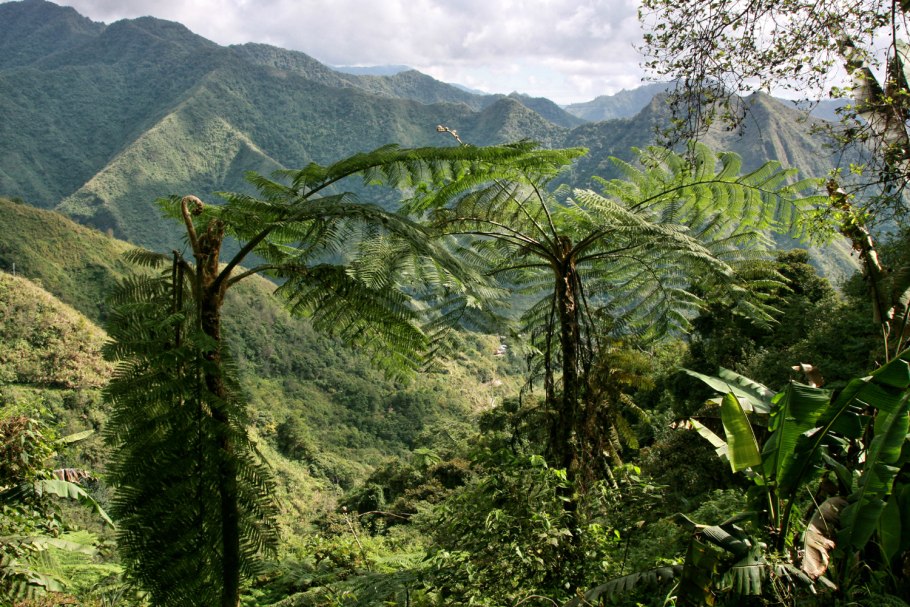 Папоротник с острова Мауи Лауаэ