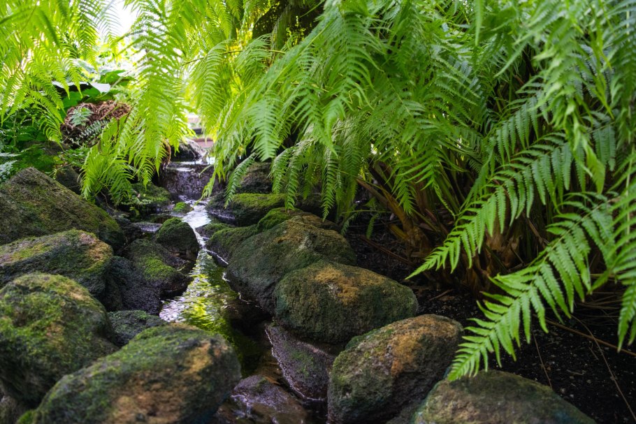 Национальный парк Абердэр тропические леса