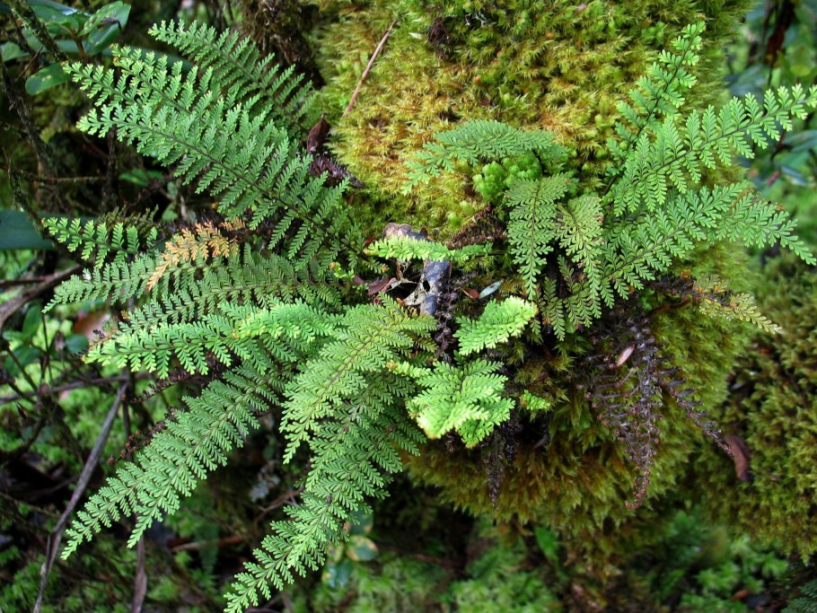 Субтропический лес Японии