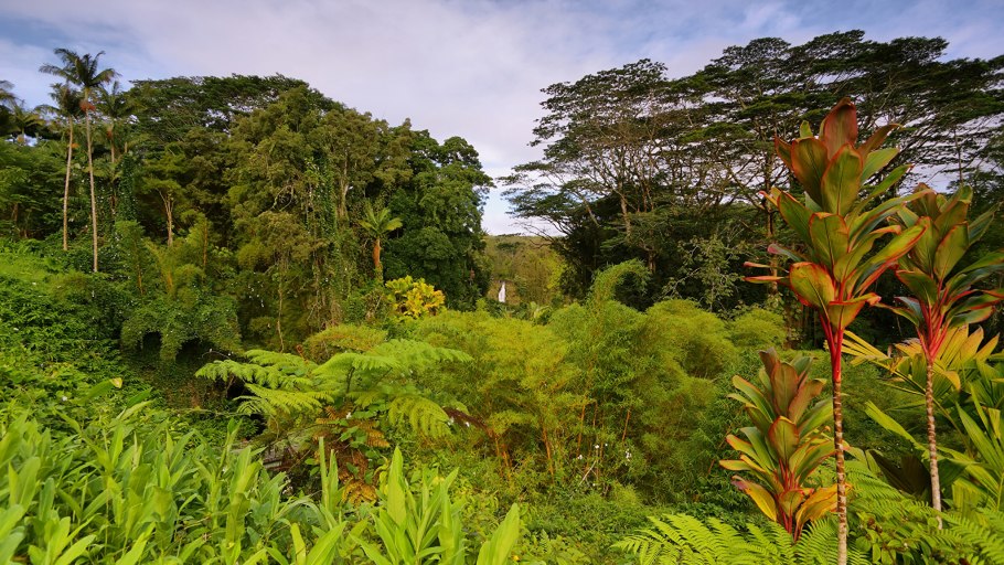 Папоротники экваториального леса