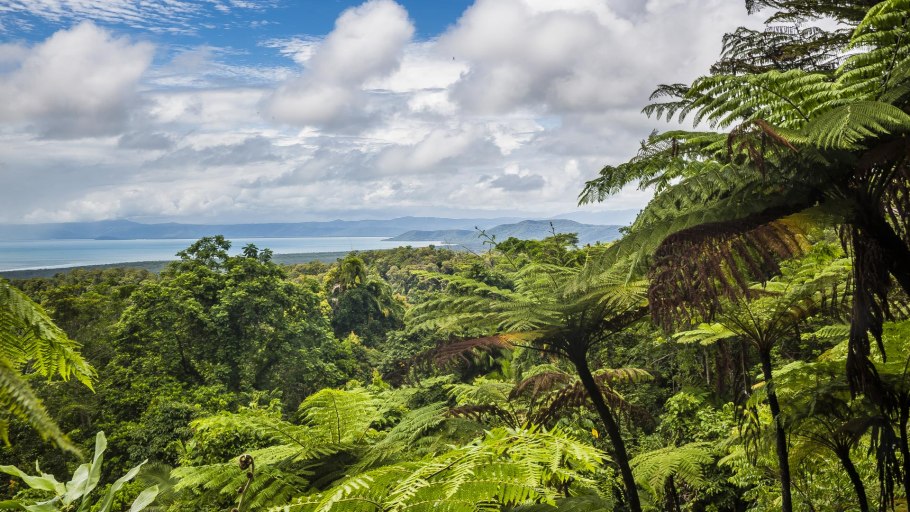 Папоротник на Гавайях