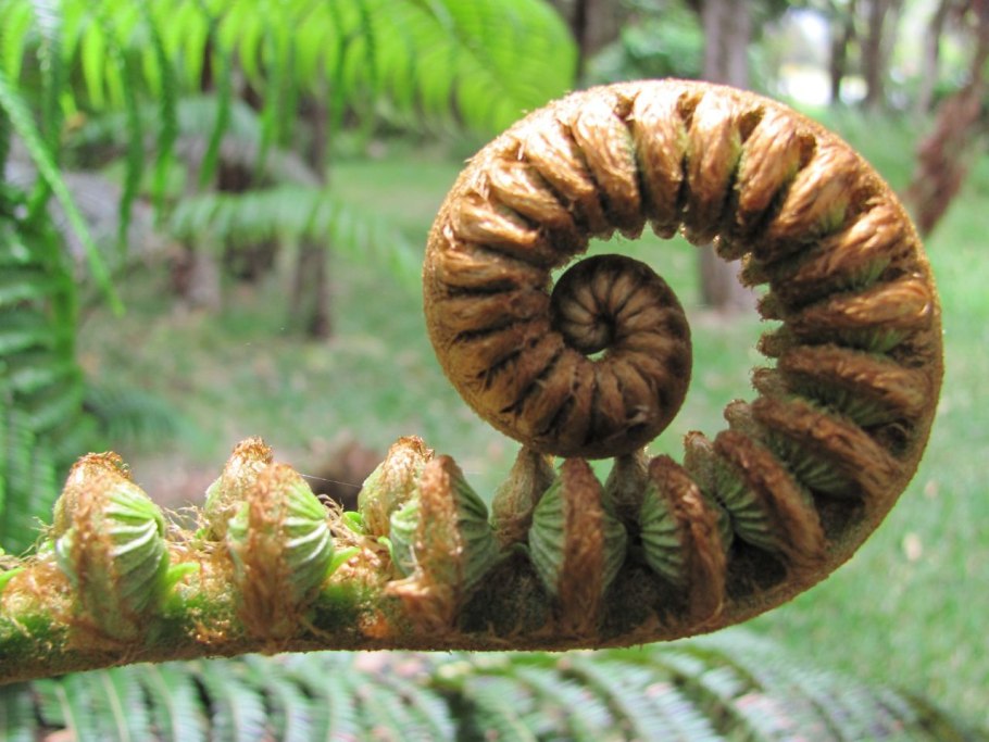 Лиановидные папоротники