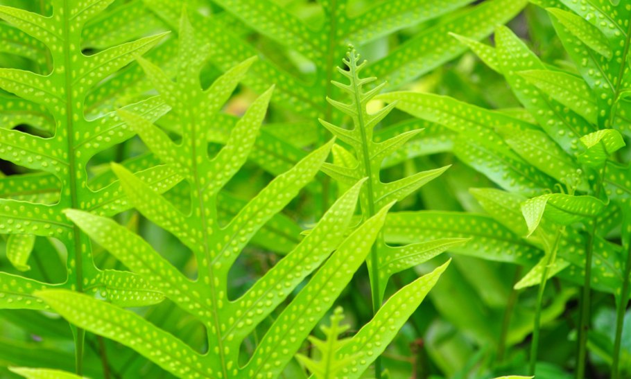 Диксония антарктическая папоротник