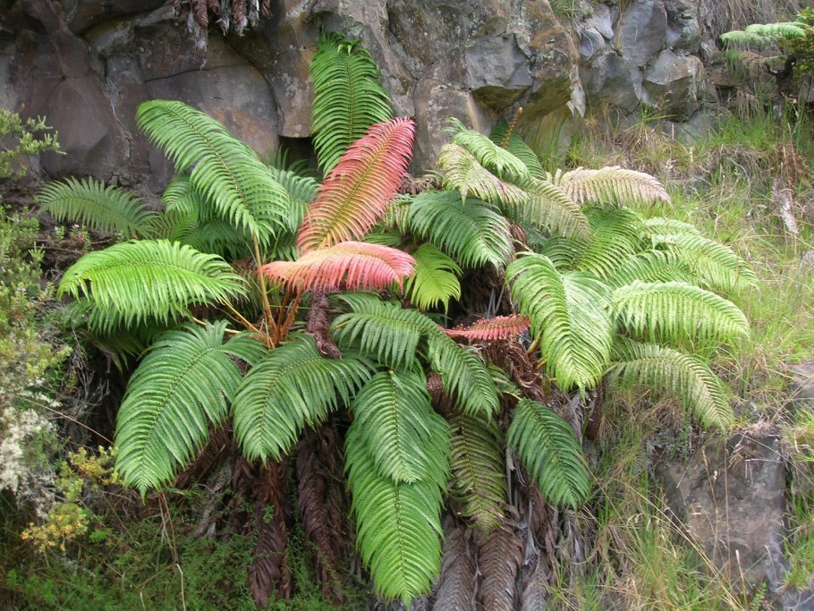 Схизеевые папоротники