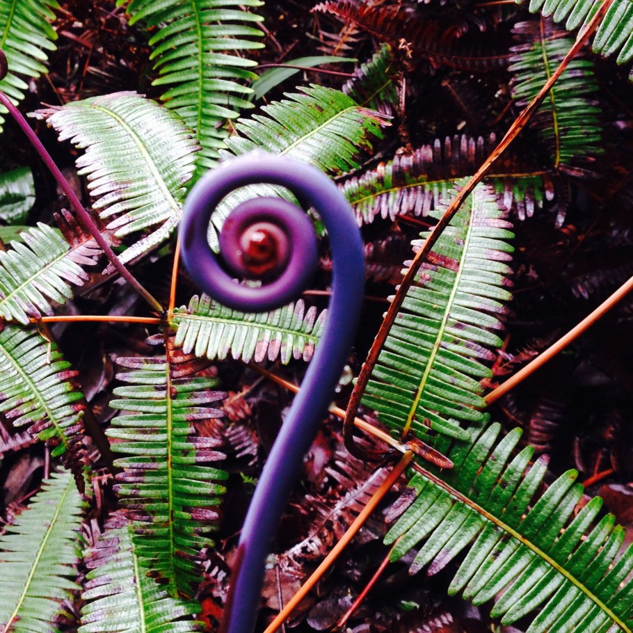 Папоротник с острова Мауи
