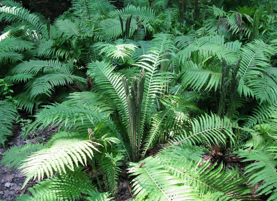 Campyloneurum phyllitidis папоротник