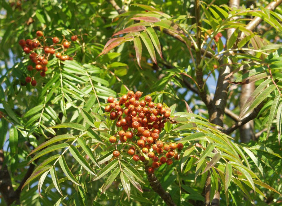 Рябина смешанная Dodong