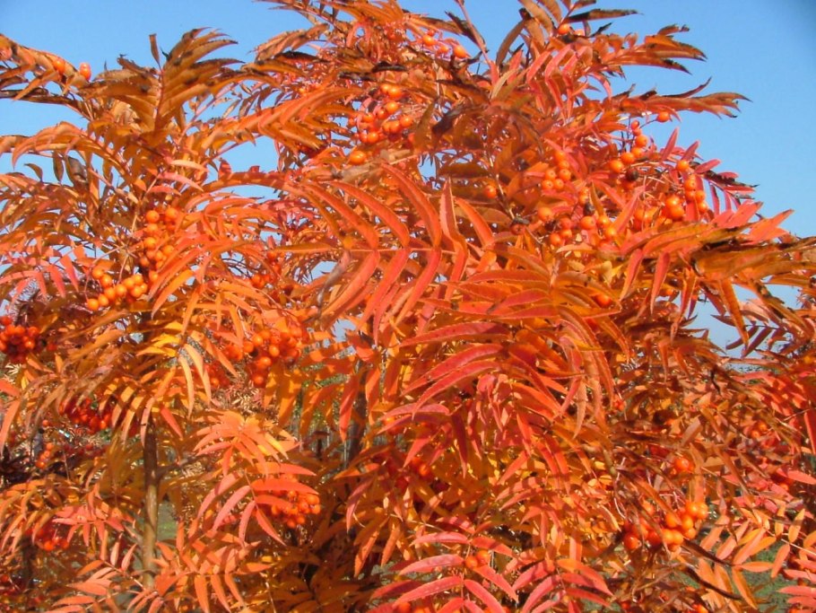 Рябина смешанная (140-160 см)