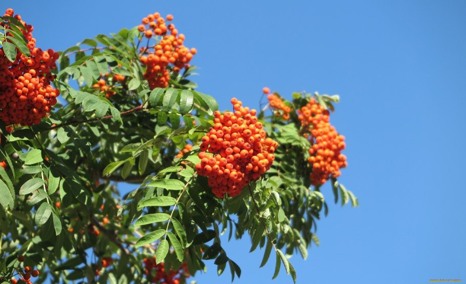 Рябина смешанная Dodong