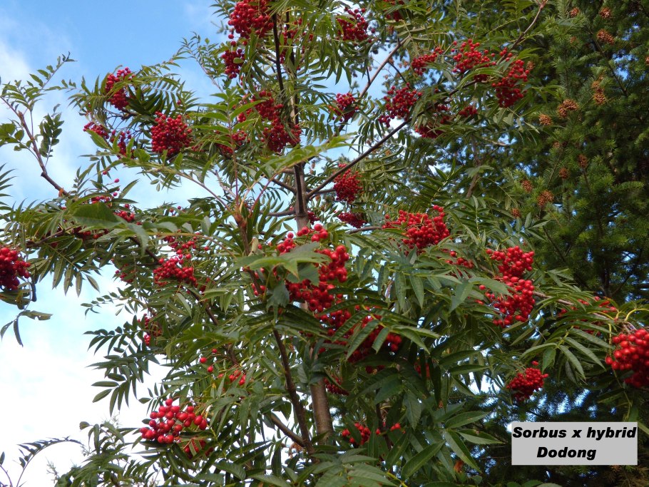 Рябина Sorbus Dodong