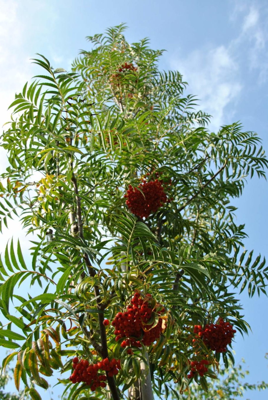 Рябина Sorbus Dodong