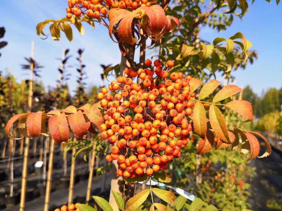Рябина обыкновенная Додонг