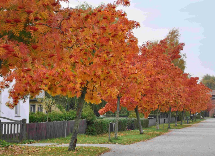 Рябина обыкновенная додонг